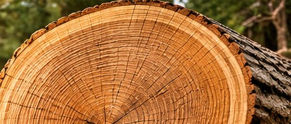 Przekrój pnia drzewa i naturalne słoje