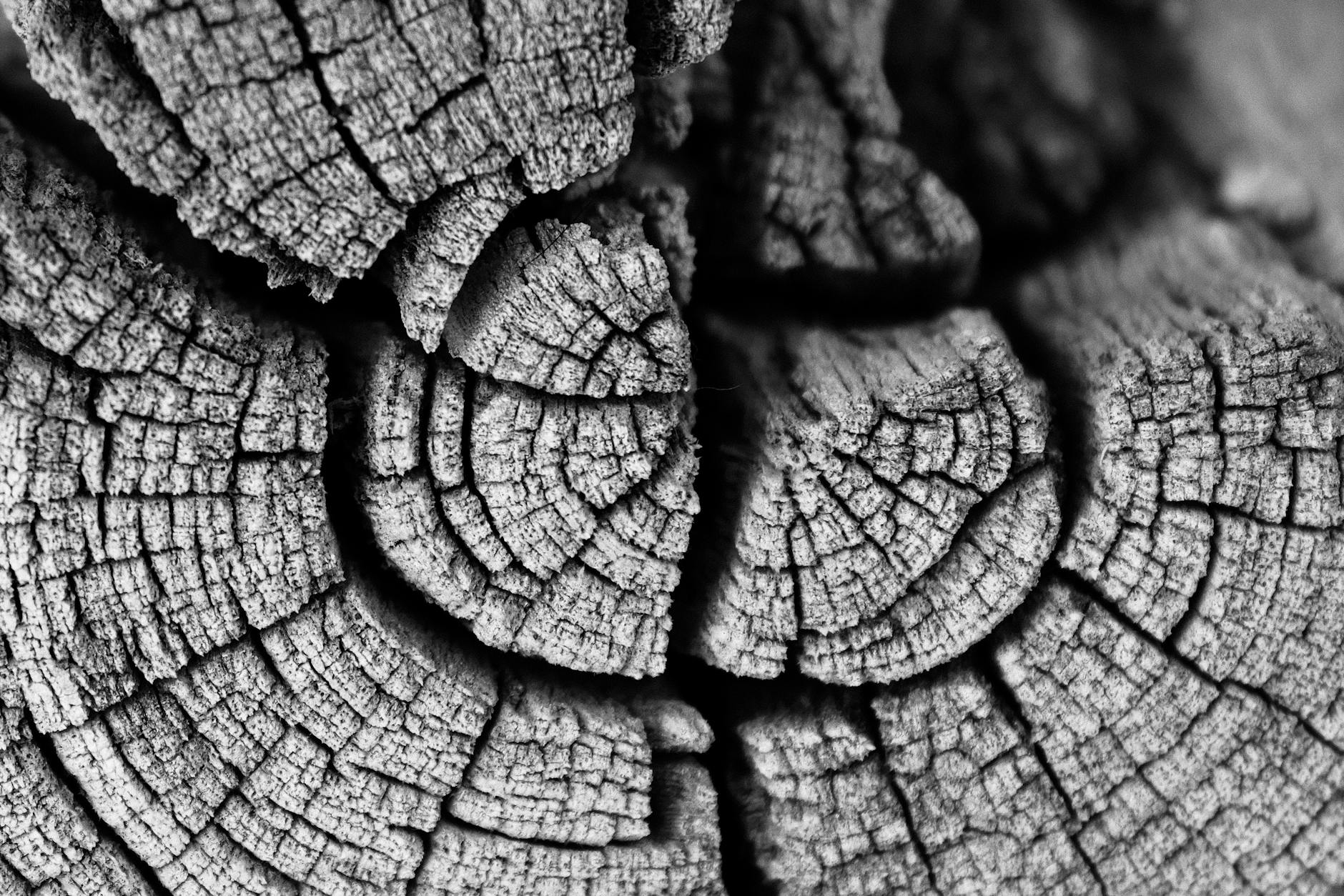 Czarno-białe zbliżenie słojów drewna ukazujące biel i twardziel