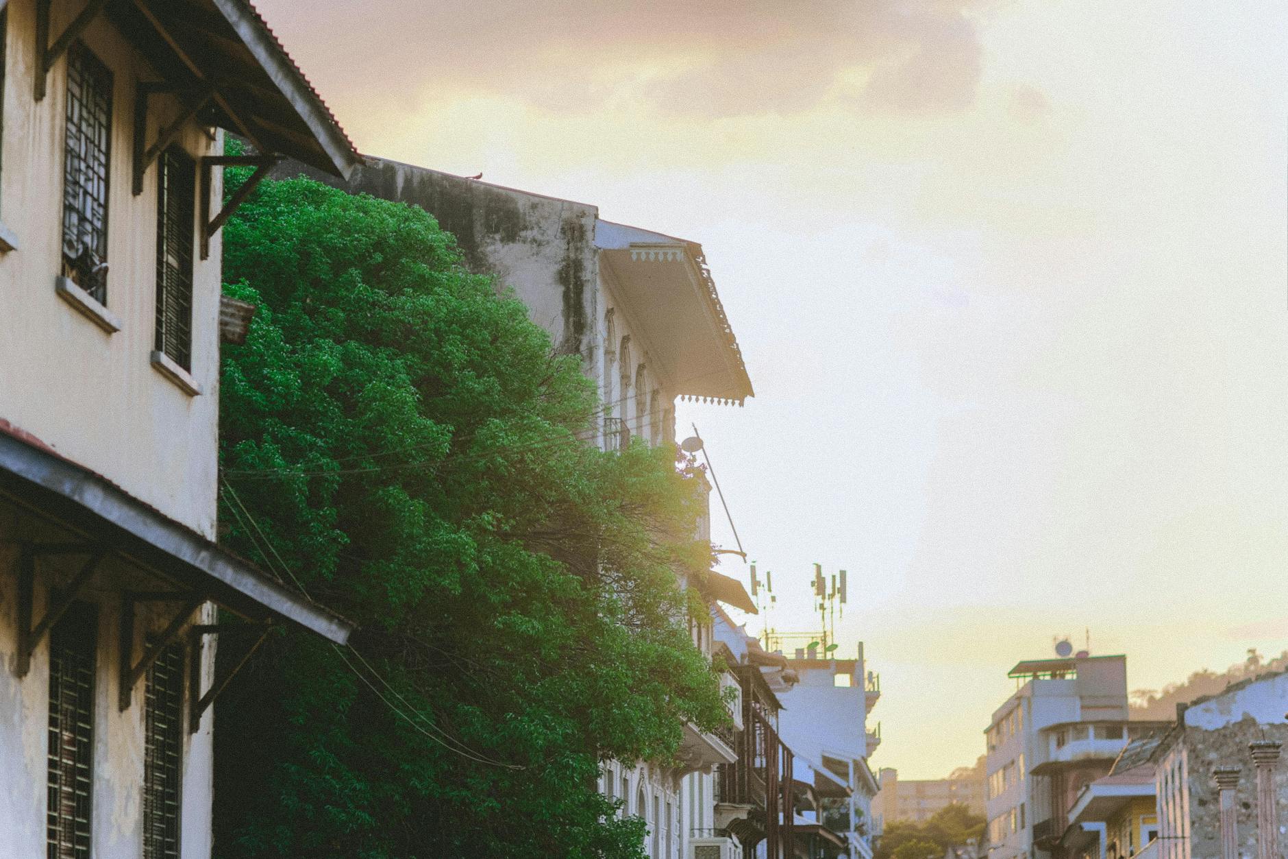 Zachodzące słońce nad zabytkowymi kamienicami i zielenią miejskiej ulicy