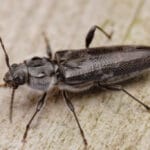 Szkodniki drewna – jak je rozpoznać i zwalczać?