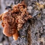 Zbliżenie żywicy wypływającej z chropowatej kory sosny