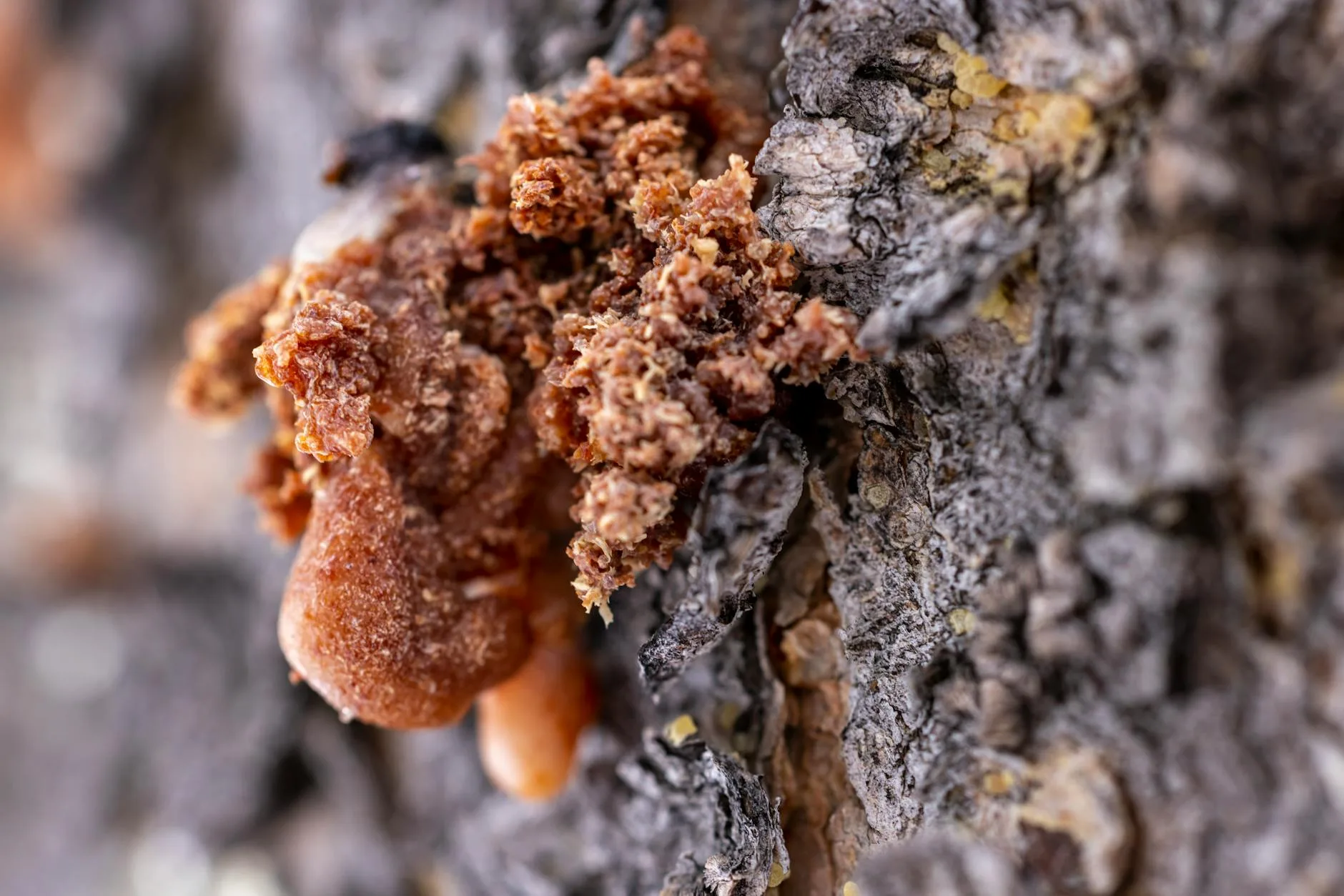 Smolistość sosny i modrzewia: jak wpływa na klejenie, malowanie i montaż? Zbliżenie żywicy wypływającej z chropowatej kory sosny